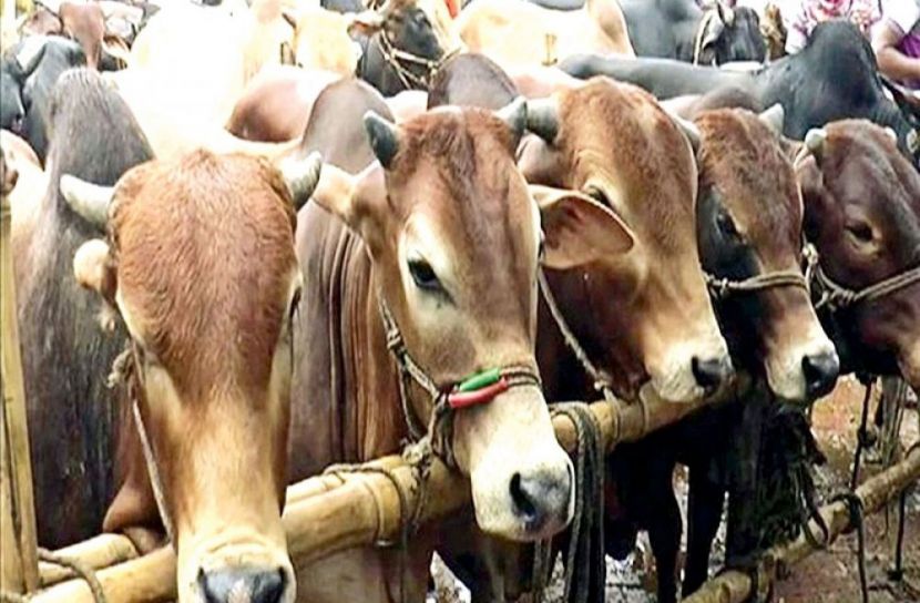 কোরবানির পশুর কোনো অভাব হবে না