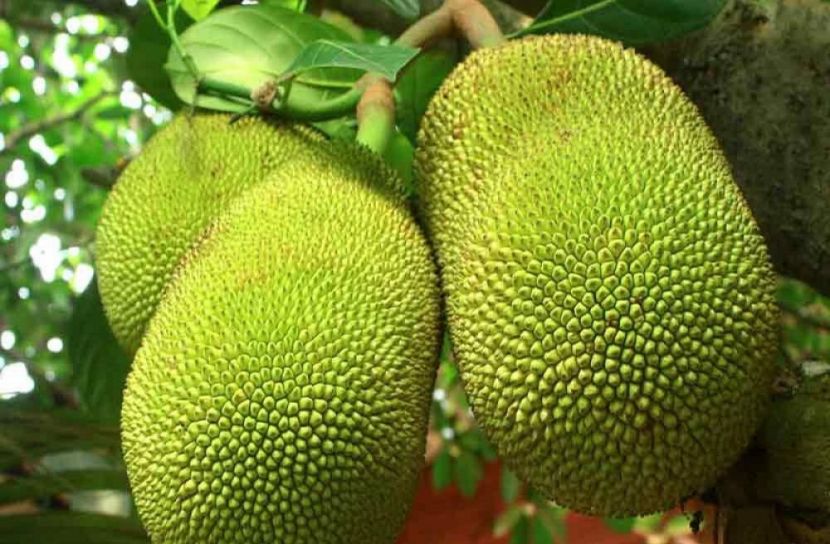 কাঁঠাল