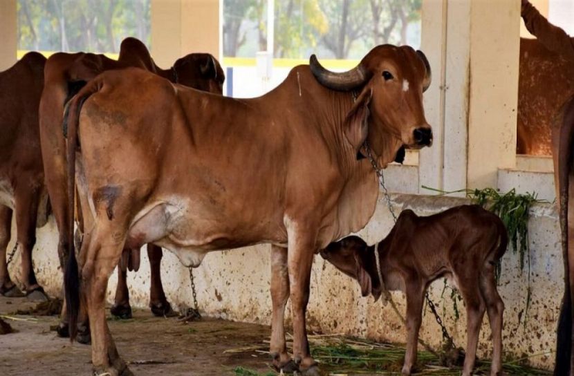 সুস্থ গরু চেনায় উপায়