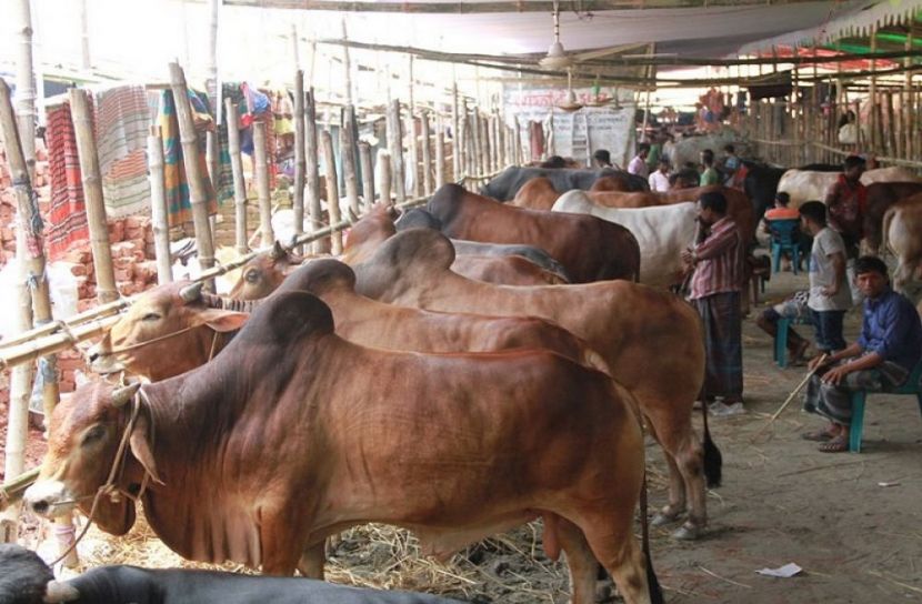 সারাদেশে বসছে ৪৪০৭ পশুর হাট