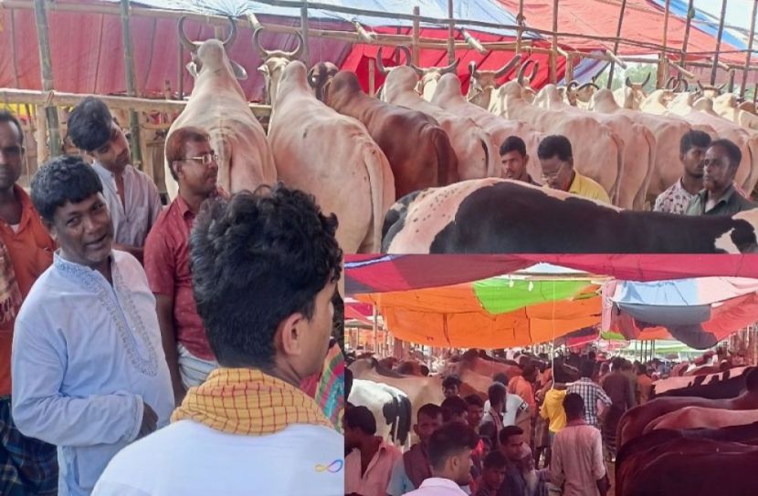 হাটে গরু বেশি, ভিড় থাকলেও বিক্রি কম