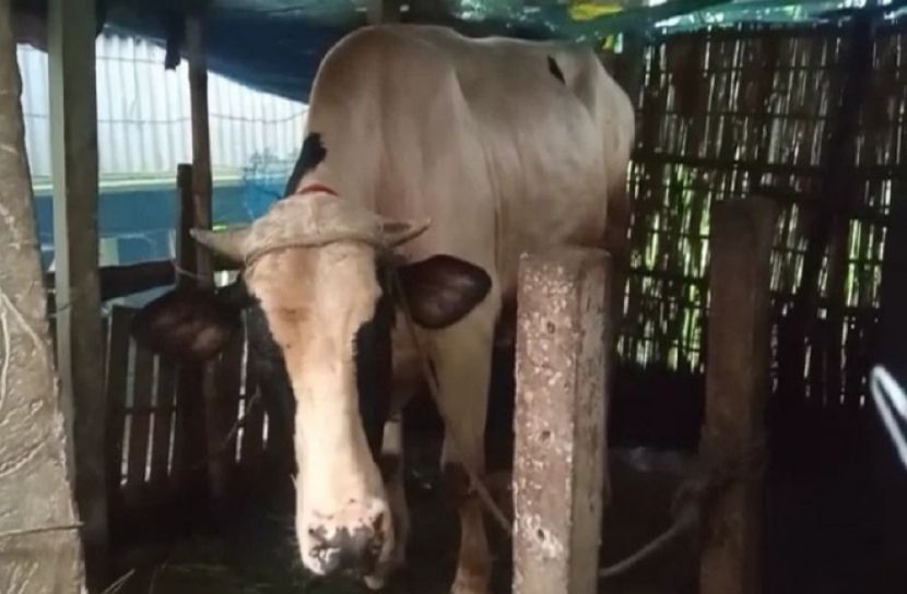 ২২ মাসের বিক্রমের দাম হাকাঁচ্ছে ১৫ লাখ