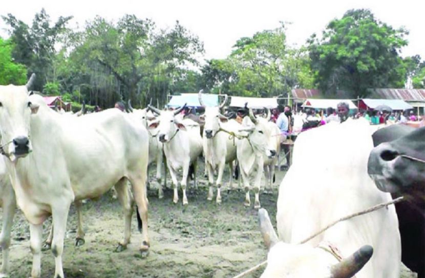ভারতীয় গরুর দাপটে দেশি খামারিরা আতঙ্কে