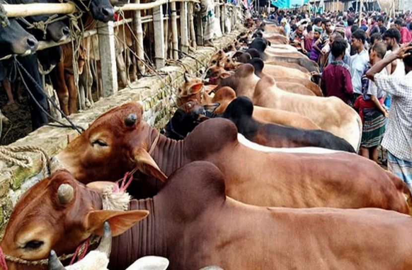 কোরবানির পশুর হাট ও ঈদুল আজহার অর্থনীতি