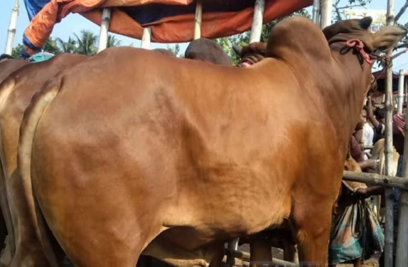 বড় গরুর ক্রেতা কম