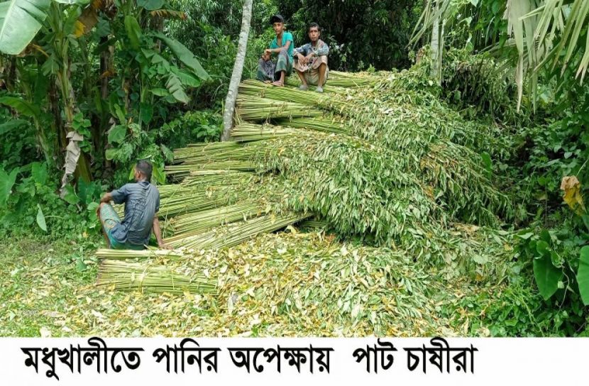 মধুখালীতে পানির অপেক্ষায় পাট চাষিরা