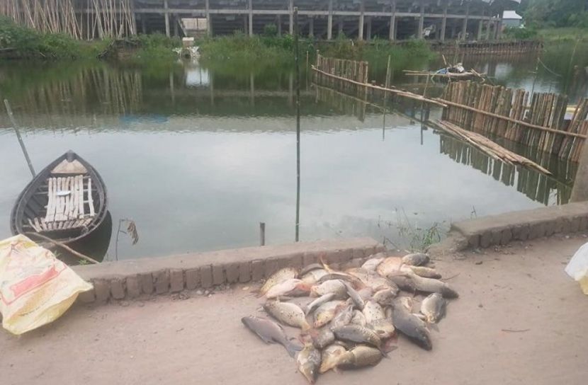 দীঘিতে পাইলিং করে মাছ মারার অভিযোগ