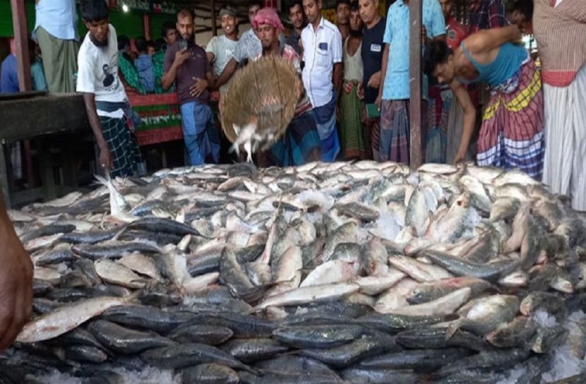এক নৌকায় ২৫ লাখ টাকার ইলিশ!