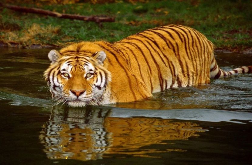 বিশ্ব বাঘ দিবস আজ