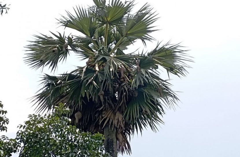 বাবুই পাখির বাসা