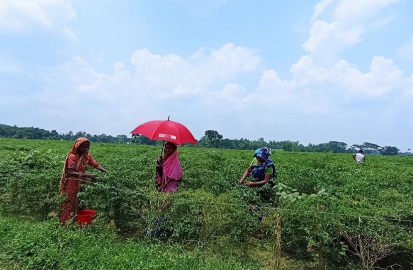কাঁচা মরিচের দাম বেশি