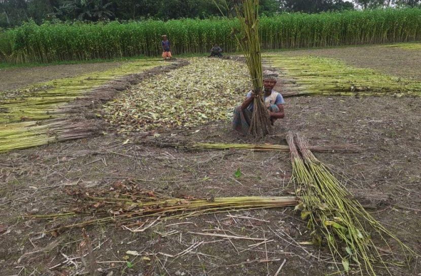 পাট কেটে বিপাকে কৃষক 