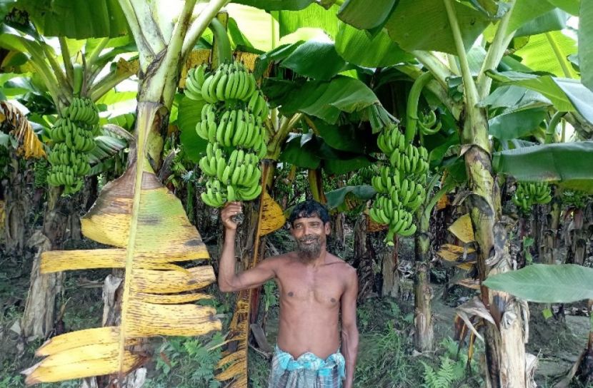 কলা চাষে স্বাবলম্বী হাশেম