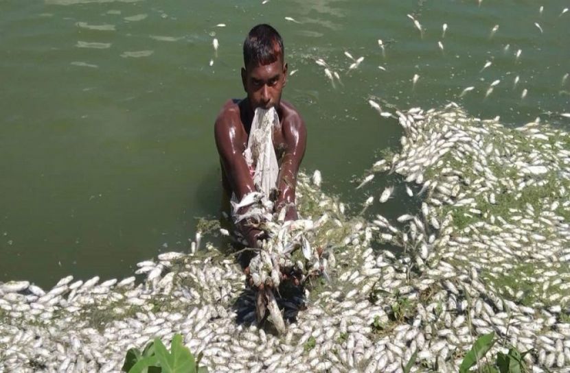 ত্রিশালে কীটনাশক প্রয়োগে তিন লক্ষ মাছের পোনা নিধন 