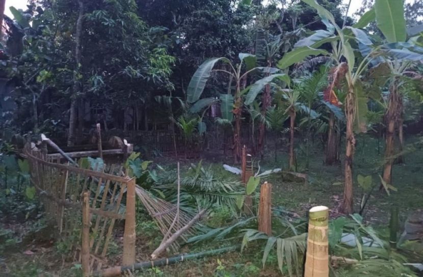 শতাধিক গাছ কেটে ফেলল প্রতিপক্ষ