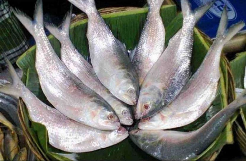 ভরা মৌসুমেও বাজারে নাই ইলিশ