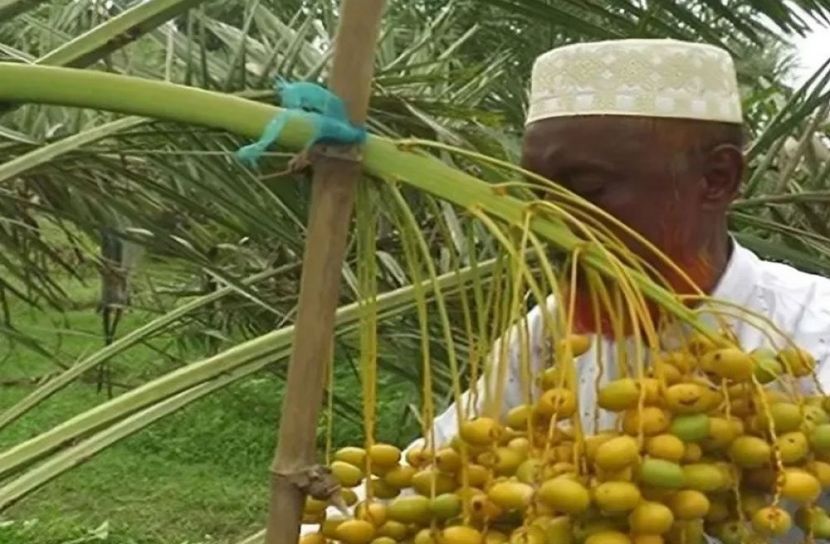 সৌদির খেজুর চাষ হচ্ছে নাটোরে