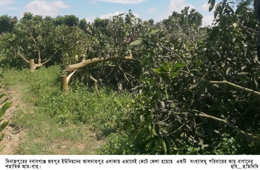 সংখ্যালঘু পরিবারের বাগানের শতাধিক গাছ কর্তন