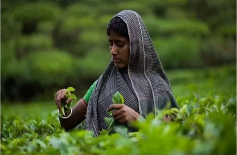 চা-শ্রমিকদের মজুরি বাড়ল ২৫ টাকা