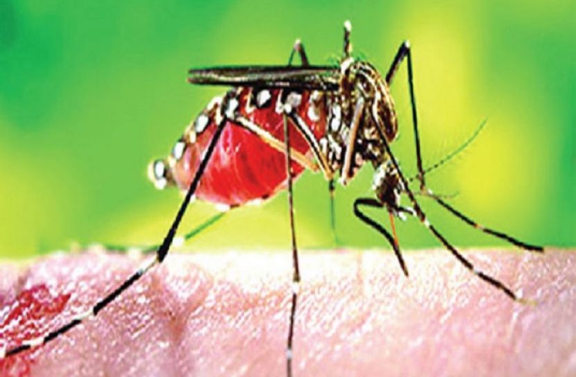 ভয়াবহ আকার ধারণ করছে ডেঙ্গু