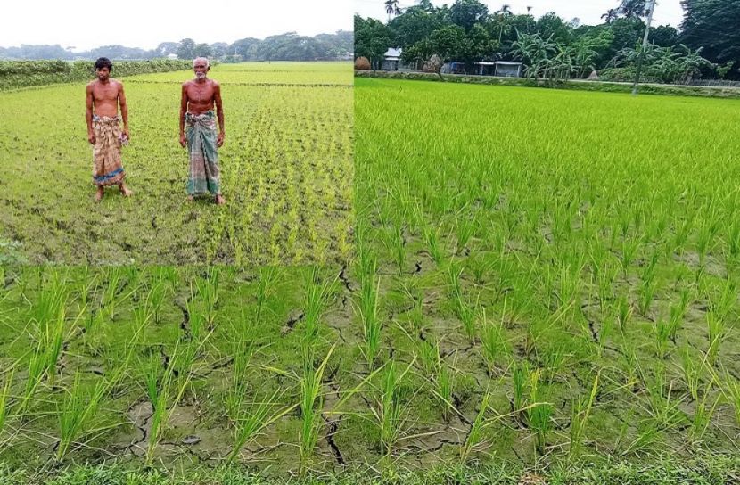 পানির অভাবে ধান খেত ফেটে চৌচির