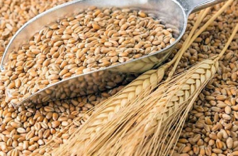 গম আমদানি করবে সরকার