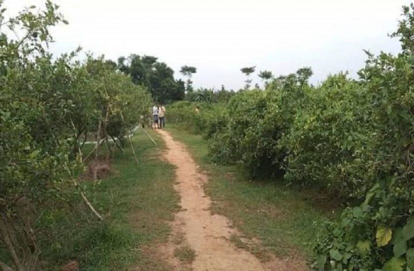 বন বিভাগের ভূমি দখল করে লেবুর বাগান