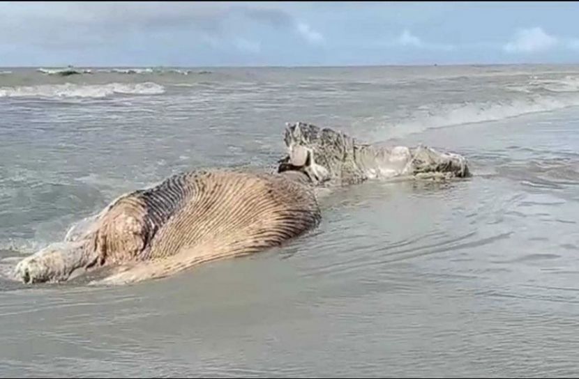 সৈকতে ভেসে এলো মৃত তিমি