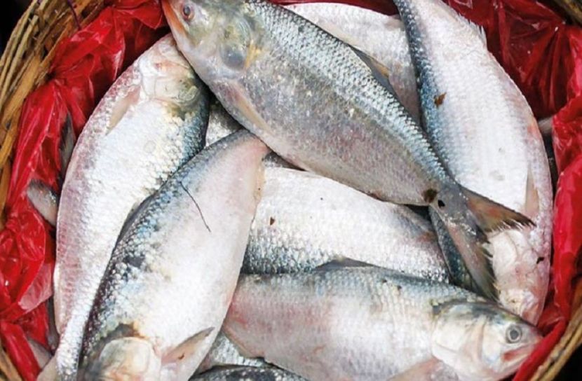 ভারত যাচ্ছে ২ হাজার ৪৫০ টন ইলিশ