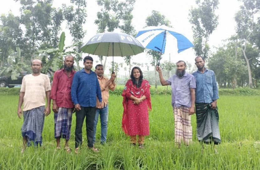 আমনে বাম্পার ফলনের আশা