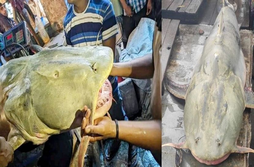 বড়শিতে ধরা পড়ল লাখ টাকার বাগাড়