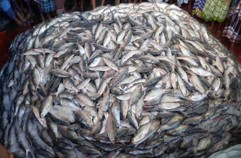 এক নৌকায় মিলল ৫৯ মণ ইলিশ