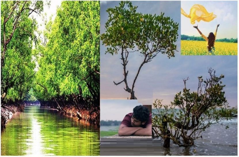 ম্যানগ্রোভ অঞ্চল : খন্দকার আশরাফুল ইসলাম