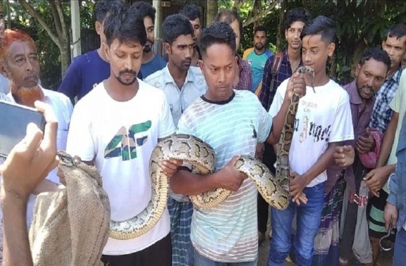 মুন্সীগঞ্জে জেলে ধরলো ১১ ফুট লম্বা অজগর