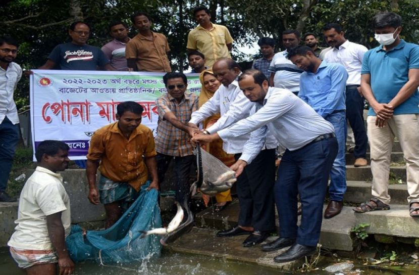 বড়াইগ্রামে মাছের পোনা অবমুক্তকরণ