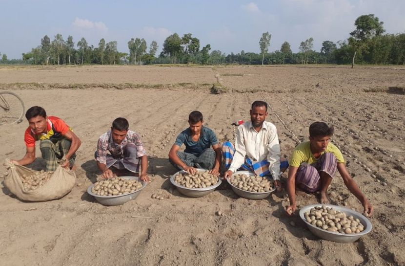 আগাম জাতের আলু চাষে ক্ষতি কাটিয়ে ঘুরে দাঁড়ানোর প্রত্যাশা