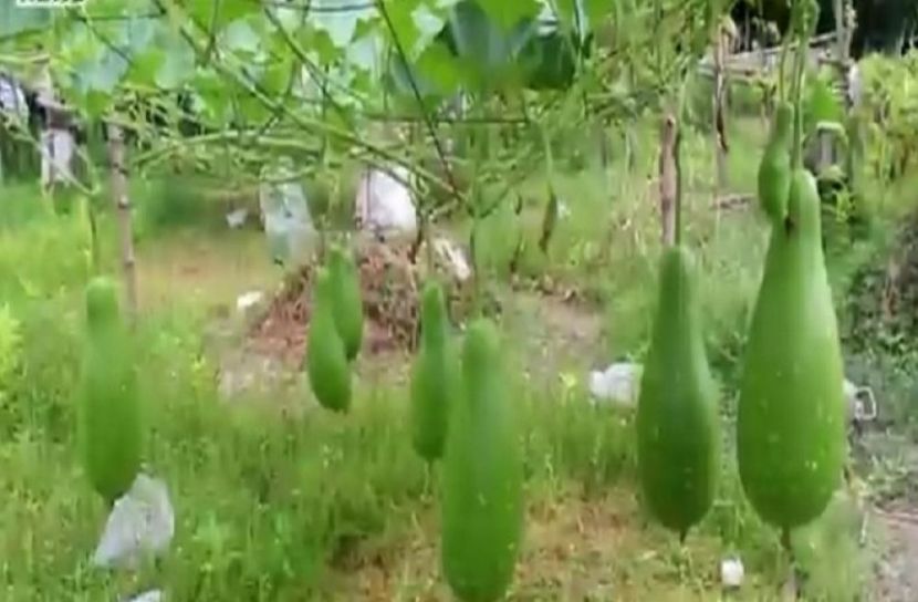 জনপ্রিয় হয়ে উঠছে বস্তা পদ্ধতিতে সবজি চাষ