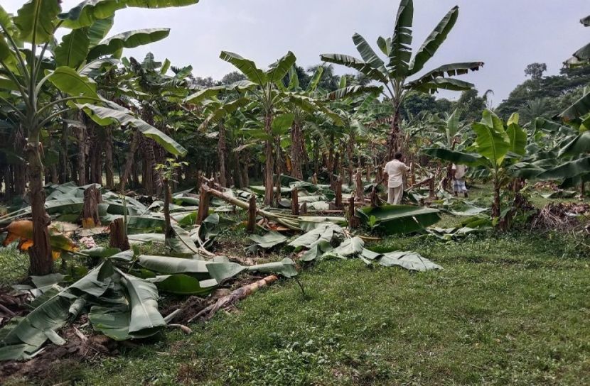 বিরোধের জেরে কলা বাগান কাটার অভিযোগ 