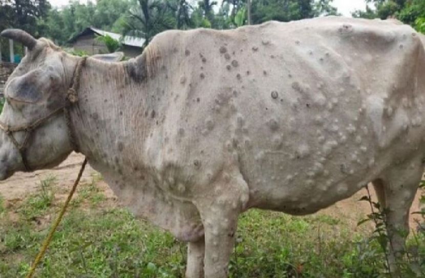 প্রতীকী  ছবি