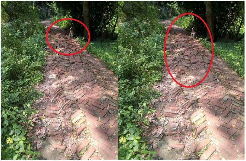 যেখানে এসে কুকুর থমকে দাঁড়ায়