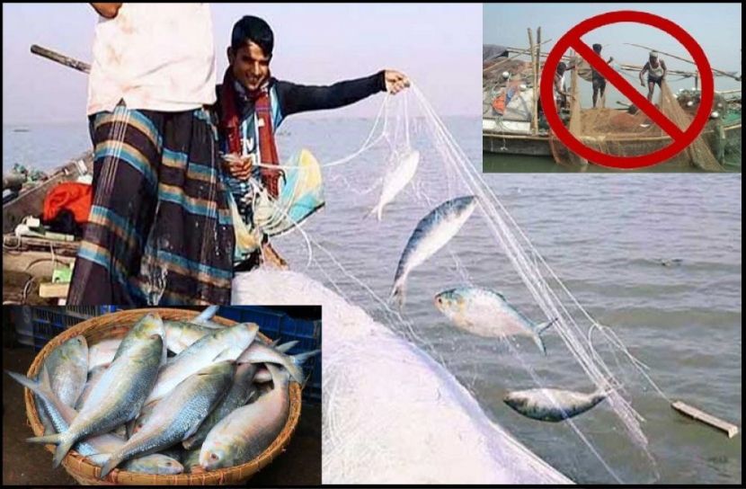 ৭ অক্টোবর থেকে ইলিশ ধরা বন্ধ
