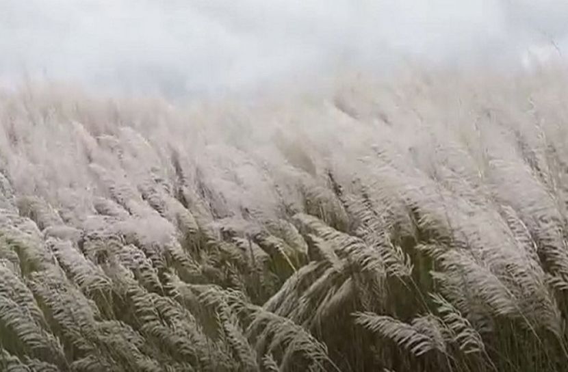 কাশফুলের দোলায় মুগ্ধ দর্শনাথীরা
