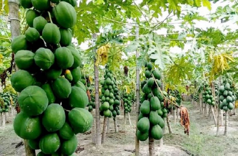 গাইবান্ধায় পেঁপে চাষে সফল আব্দুস ছামাদ