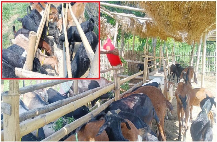 মুরগিতে লোকসান, ছাগলে আশা