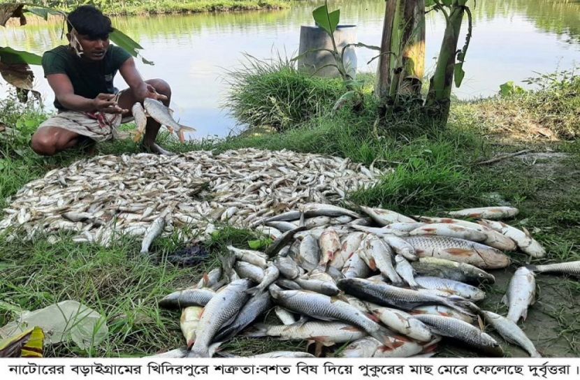 বড়াইগ্রামে মাছের সাথে শত্রুতা!