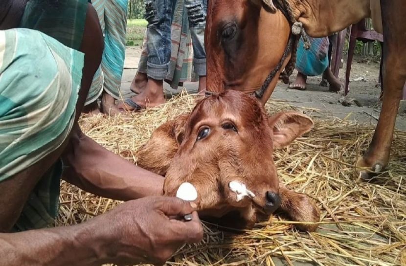 গৌরীপুরে দুই মুখ, চার চোখ বিশিষ্ট গরুর জন্ম