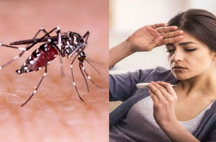 ডেঙ্গুতে আরও ৬ জনের মৃত্যু