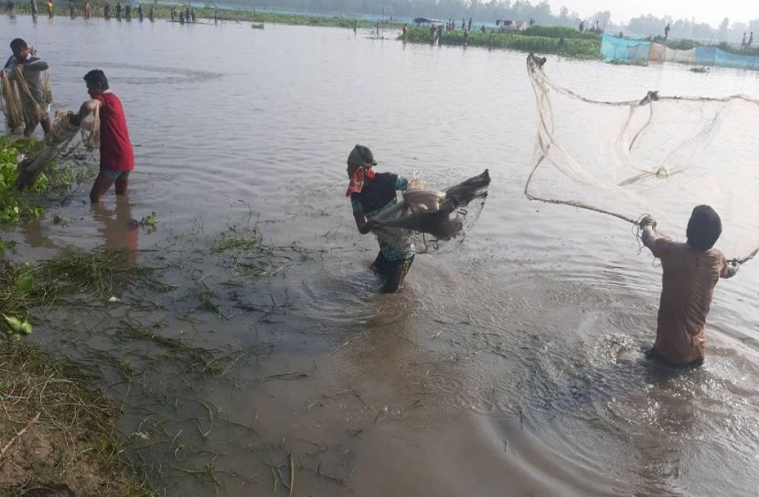 ঠাকুরগাঁও বুড়ির বাঁধে চলছে মাছ ধরা উৎসব