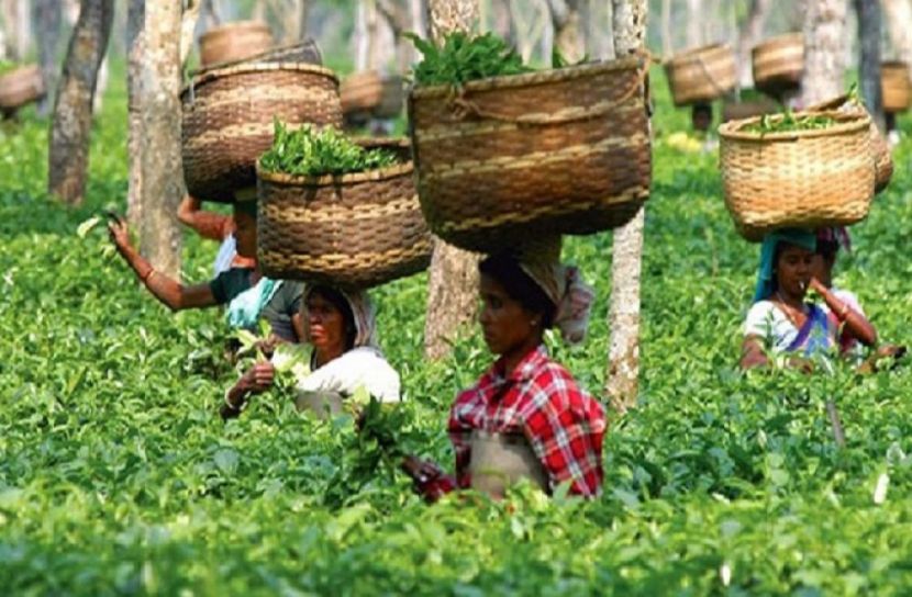 চা উৎপাদনের নতুন রেকর্ড
