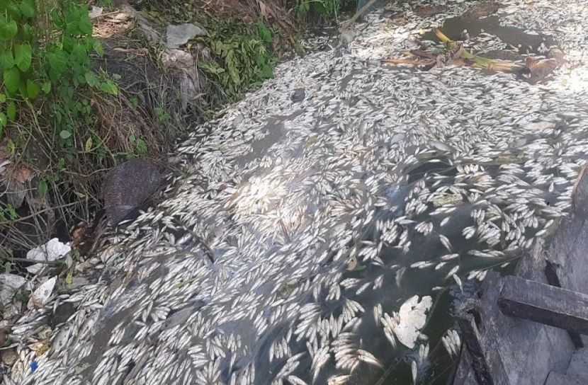 পুকুরে বিষ ঢেলে ১৫ লাখ টাকার মাছ হত্যা!